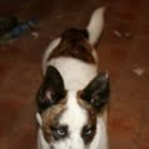 No photo for **Adoption Pending** Remy