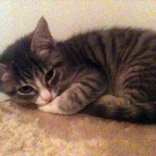 No photo for **Adoption Pending** Mousie