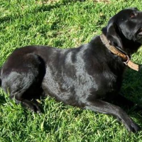 No photo for Molly Adoption Pending