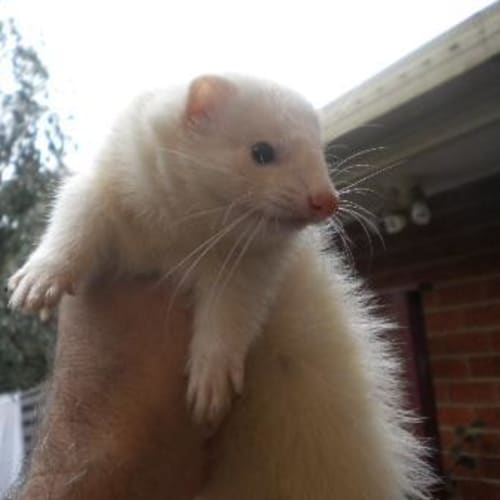 No photo for Pippin