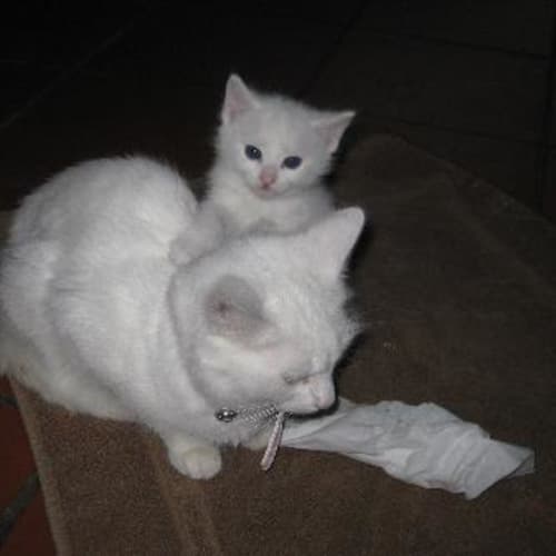 Snowbell
