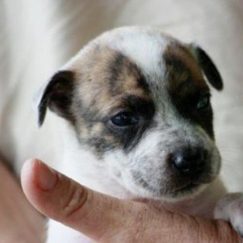 No photo for Zee/Adopted