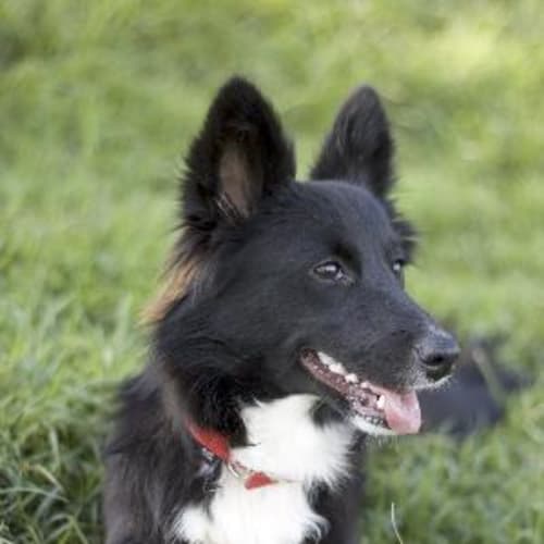 No photo for Phoebe *Adopted*