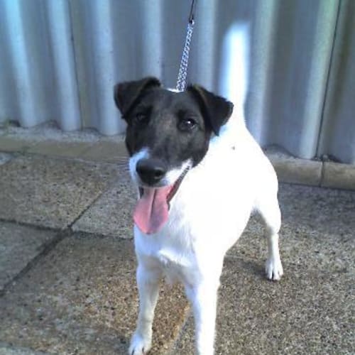 No photo for **Adoption Pending** Murphy