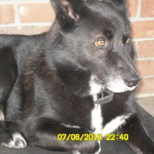 Max - Is On Hold Pending Adoption