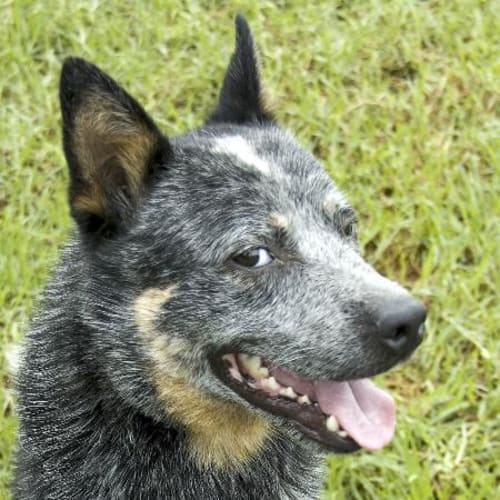 No photo for Spike   On Hold Adoption Pending