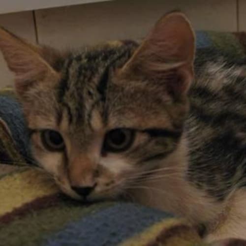 No photo for Ace (Tag C1441) *Adopted*