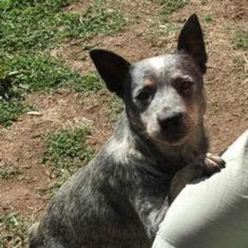 No photo for Misty   On Trial Adoption Pending