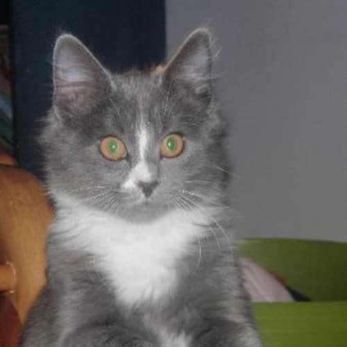 No photo for Kitty