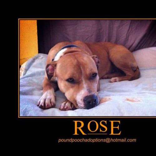 No photo for Rose