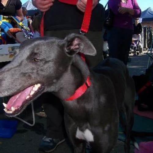 No photo for Shadow (Adoption Pending)