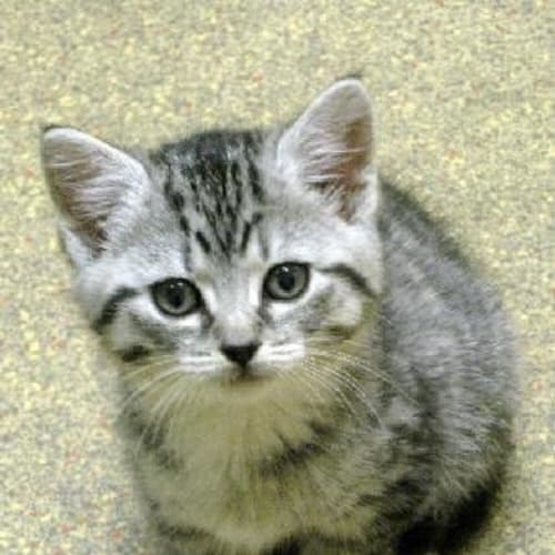 Kitten 2