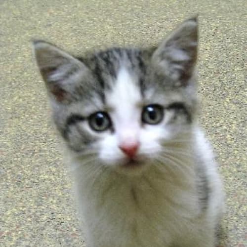 Kitten 3