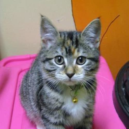 Kitten 4