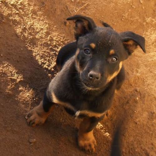 No photo for Grace   Adoption Pending