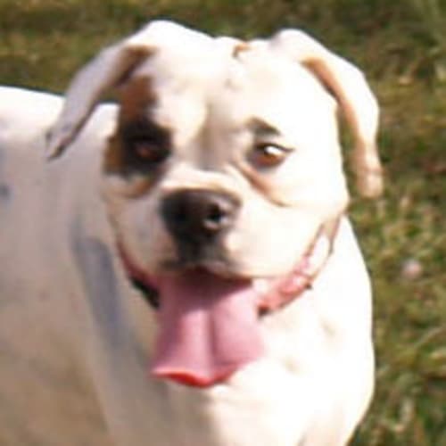 No photo for Pippa  Adoption Pending