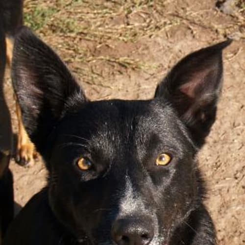 Makka - Adoption Pending
