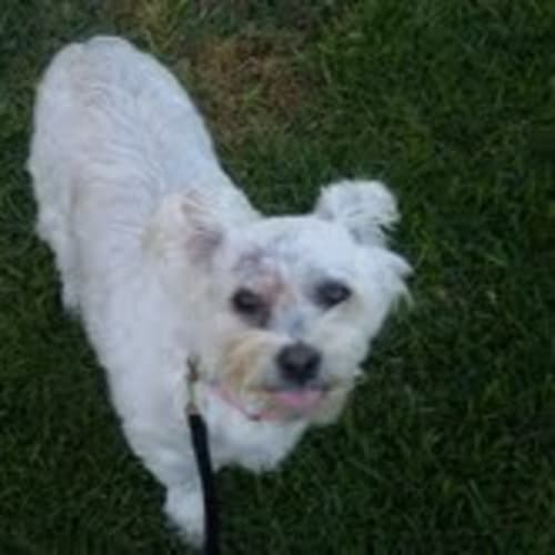 No photo for **Adoption Pending** Tia