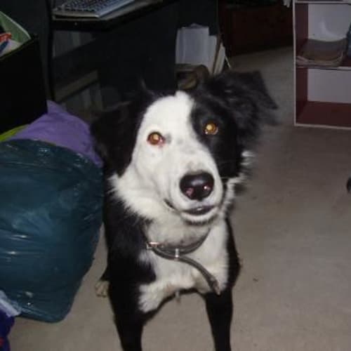 No photo for Patch Adoption Pending