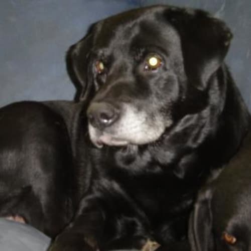No photo for Prince