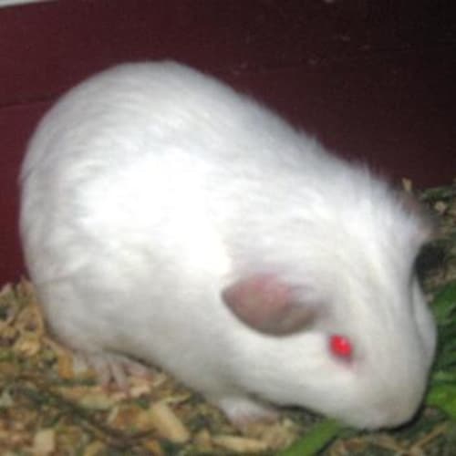 No photo for Ebony On Hold( Conditions Apply With This Sow)