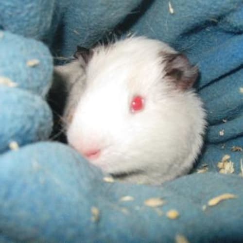No photo for Harrold   Adopted