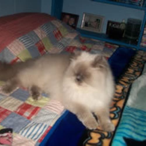 Sir Cuddles