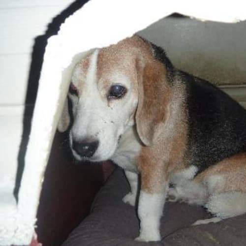No photo for **Adoption Pending** Chase