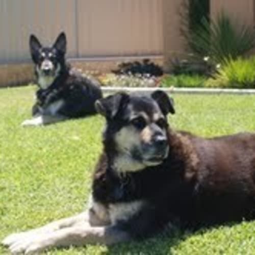No photo for !!Foster Or Adopt!! Darryl & Jess