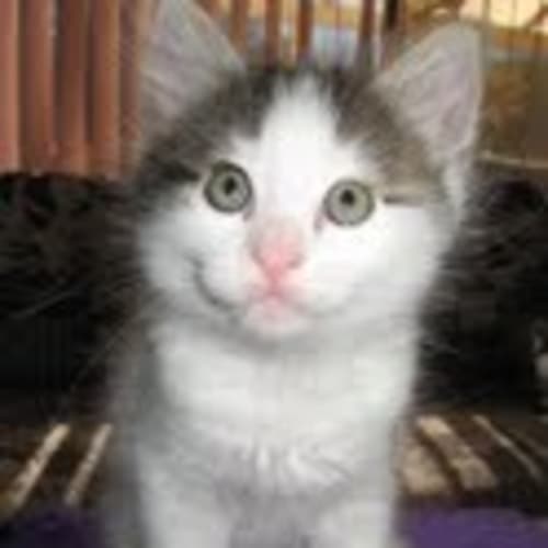No photo for ** Adoption Pending ** Hero