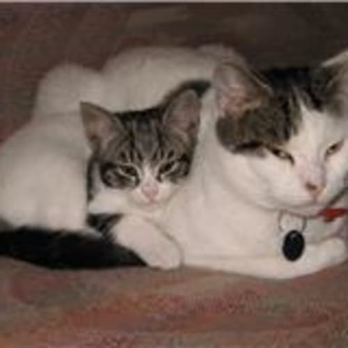 No photo for ** Adoption Pending ** Pixie