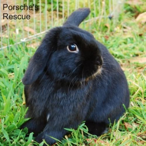 Baxter - Desexed and Vaccinated