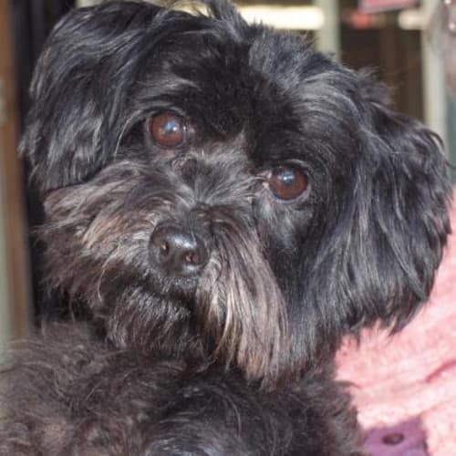 No photo for Bailey   On Hold Adoption Pending