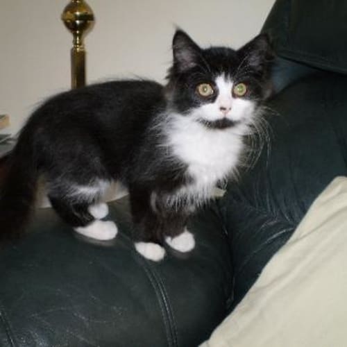 No photo for Scruffy