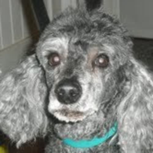 No photo for **Adoption Pending** Sam