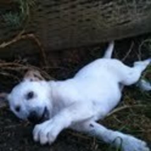 * Adoption Pending *  Crunchie