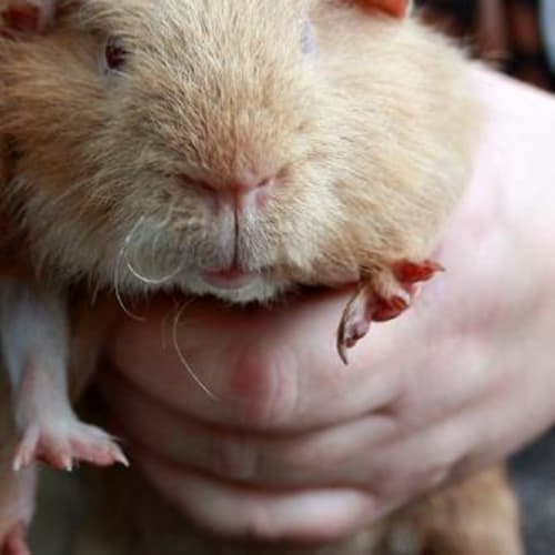 No photo for Gingernut