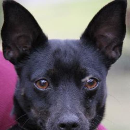 No photo for Wisteria