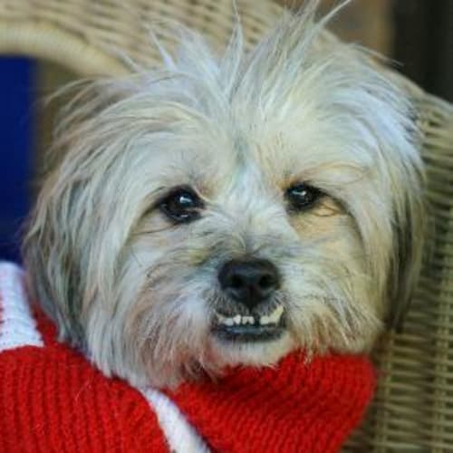 No photo for Vincenzo