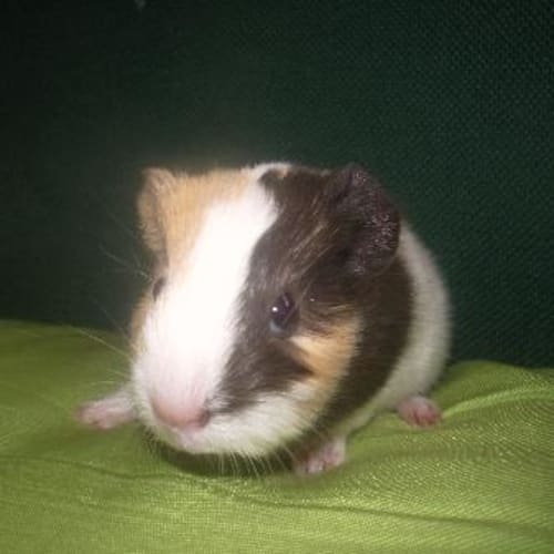 No photo for Caramel   On Hold