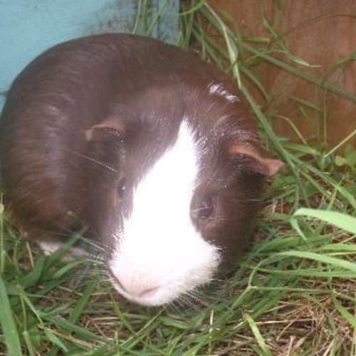 No photo for Lolly On Hold