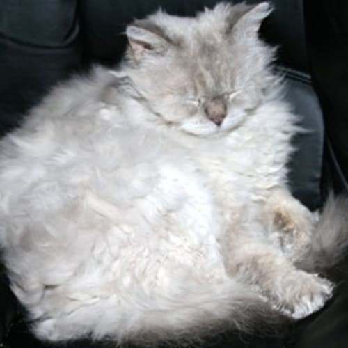 No photo for Possum   In Trial Home