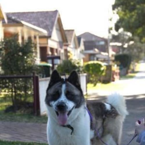 No photo for Beethoven