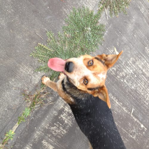 No photo for Asha Needs A New Home *On Trial*