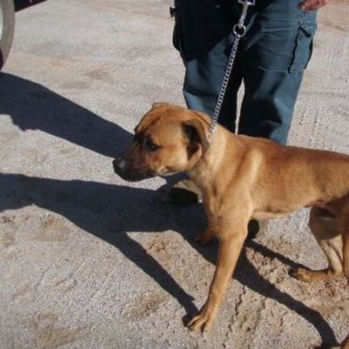 No photo for Impounded:  Jax Needs Foster/Adoption