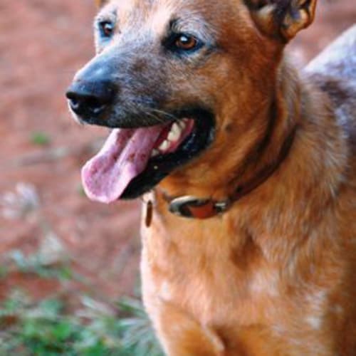 No photo for Scooba (D1622) *Adopted*