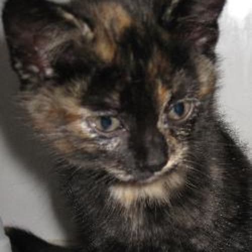 No photo for Mocha.. Stunning 8 Week Kitten