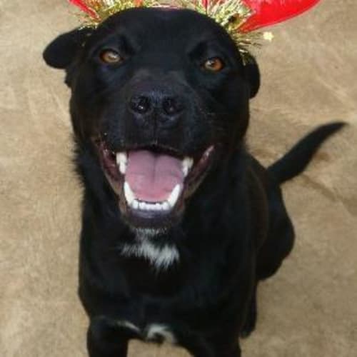 No photo for Mitchell   Been At Shelter For Too Long!