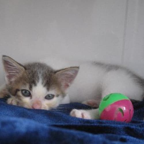 No photo for Batman... Marvelous Male Kitten