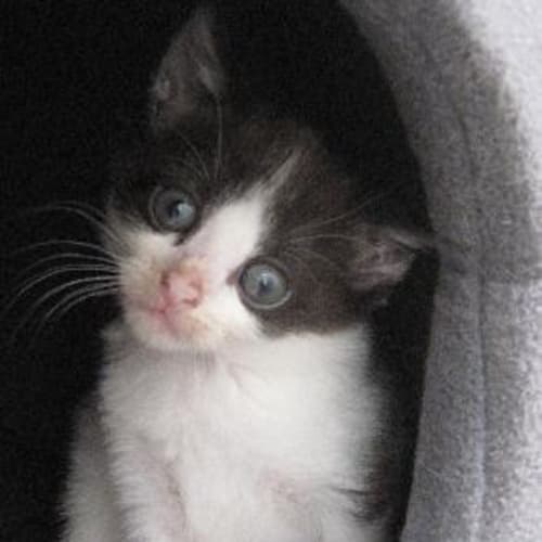 No photo for Cherry.....Cuddly Female Kitten